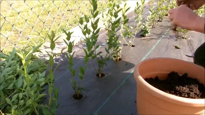 Ligustr ile od płotu - idealne odległości dla zdrowego żywopłotu